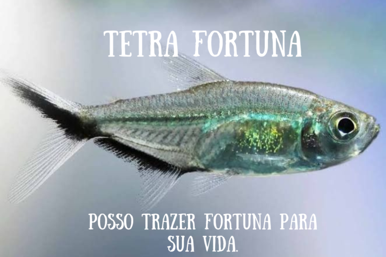 Tetra Fortuna