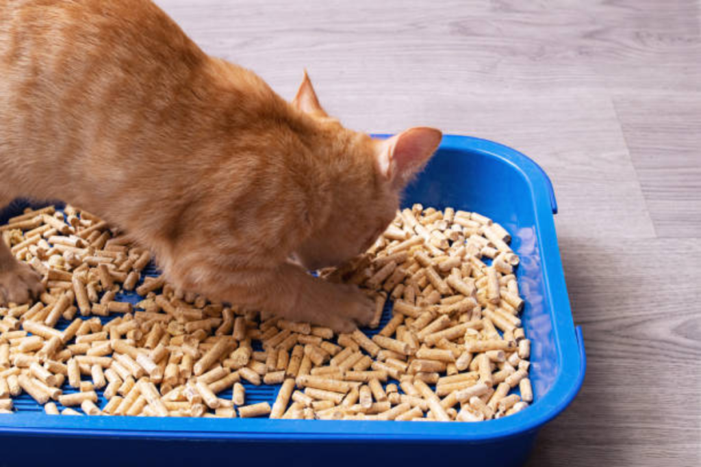 areia para gato biodegradável